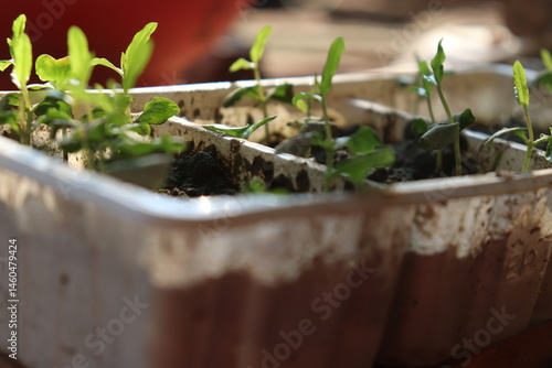 Obraz na płótnie Seedling Tray with Lush Young Sprouts, Fresh Green Leaves and Dark Soil Growing w salonie