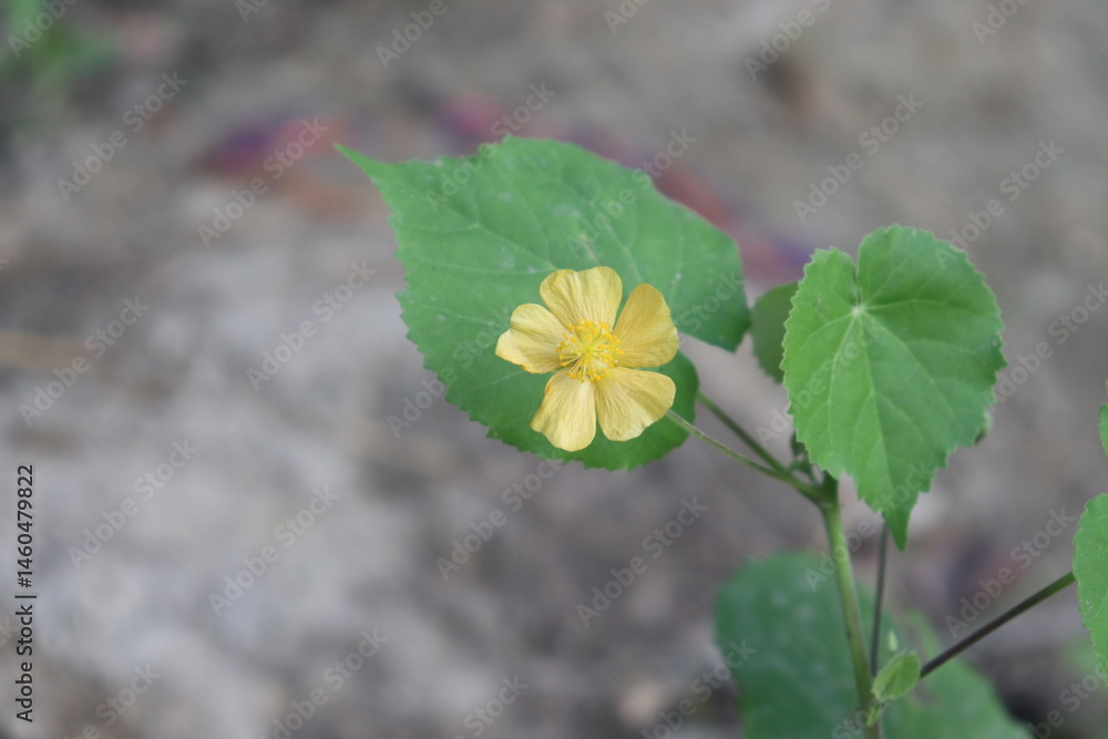 Single Yellow Flower with Green Leaves, Stem, and Blurred Natural Background