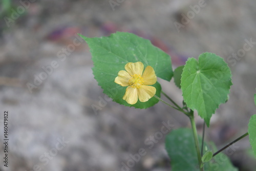Single Yellow Flower with Green Leaves, Stem, and Blurred Natural Background