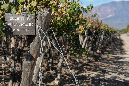 grape vines in the vineyard