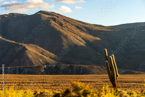 landscape with cactus