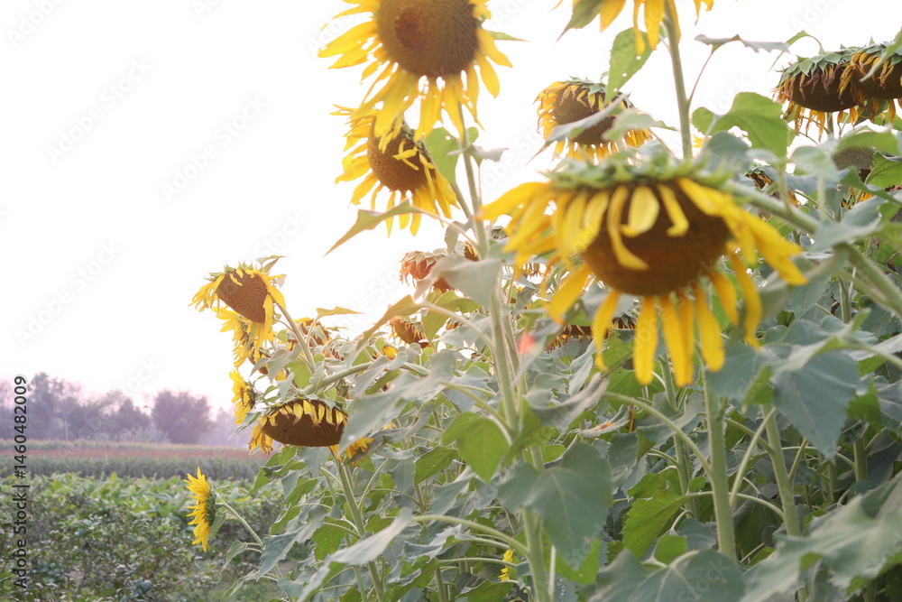 Vibrant Field of Sunflowers with Drooping Heads and Lush Green Leaves