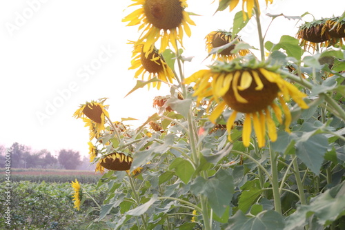 Obraz na płótnie Vibrant Field of Sunflowers with Drooping Heads and Lush Green Leaves w salonie