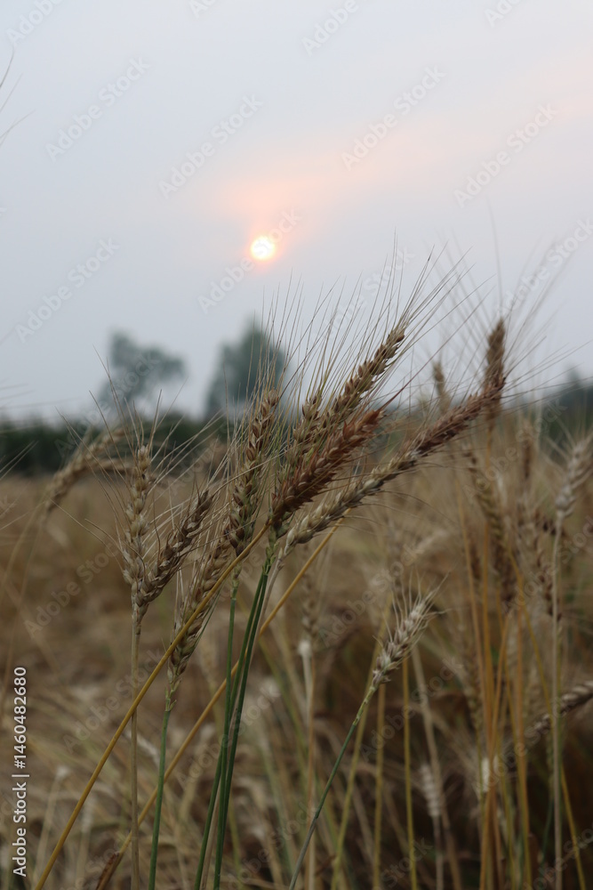 Fototapeta premium Wheat Field at Sunrise or Sunset with Golden Ripe Crops during Harvesting Season