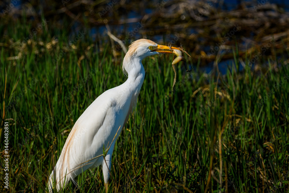 Fototapeta premium A Cattle Egret, Bubulcus ibis, standing in a marshy wetland with a large fog in its yellow beak. The bird has white plumage with a yellow bill and yellowish legs. Cattle Egret with a frog in its mouth
