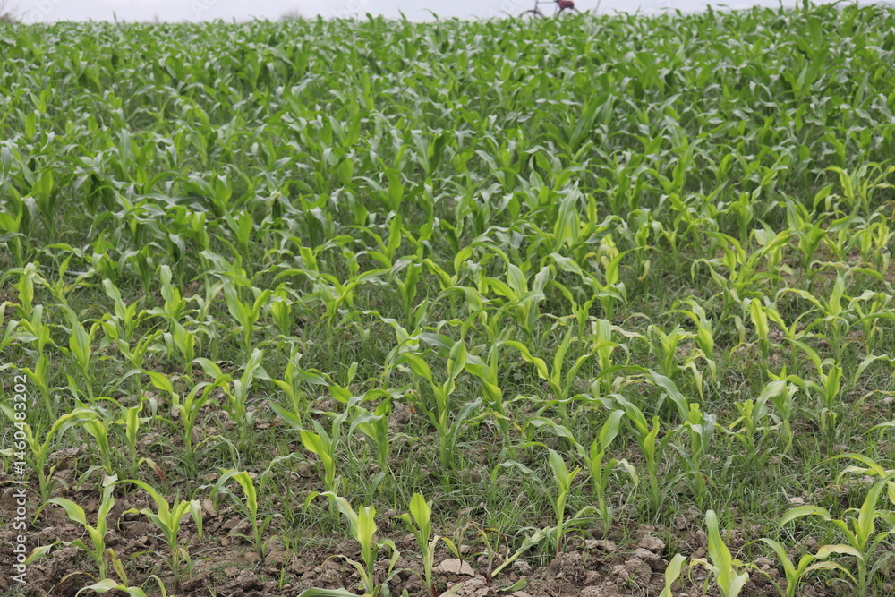 Abundant Maize Seedlings Thriving in a Field under Overcast Sky, Agriculture, Farm