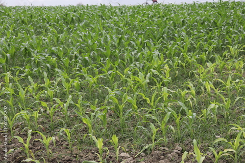 Obraz na płótnie Abundant Maize Seedlings Thriving in a Field under Overcast Sky, Agriculture, Farm w salonie