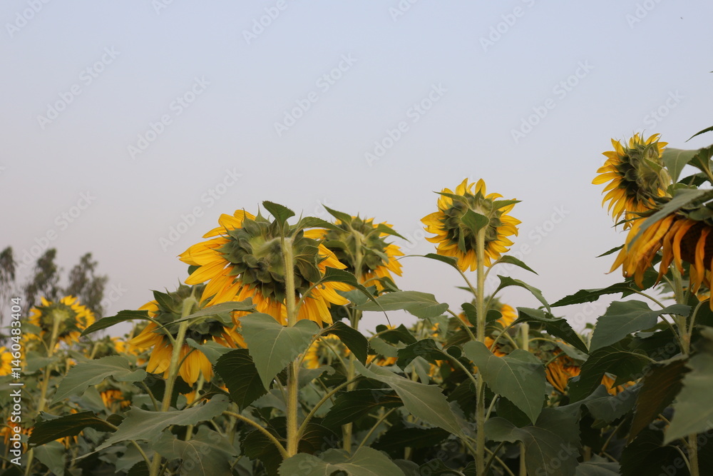 Back View of Yellow Sunflowers with Green Leaves and Stem Growing in a Field
