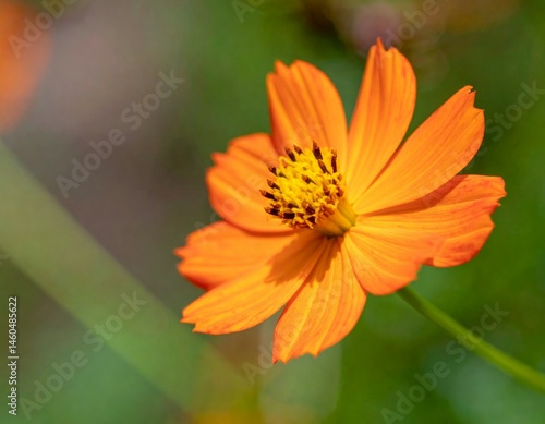 Vibrant Orange Flower with Yellow Center on Blurred Green Background