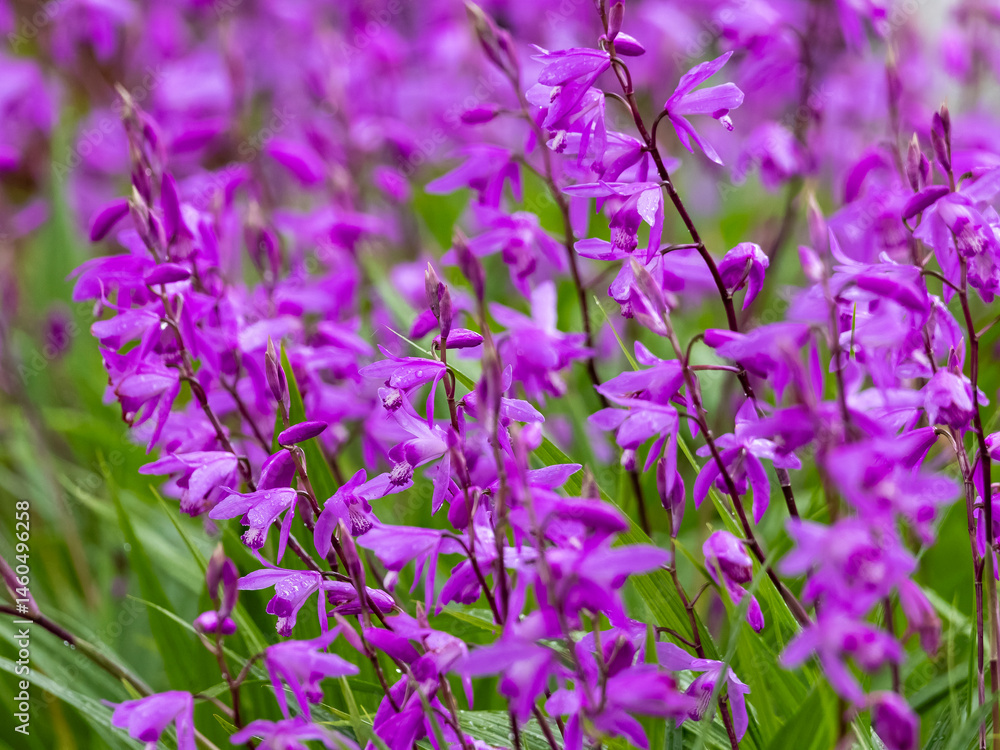 Obraz premium 雨に濡れたシランの花