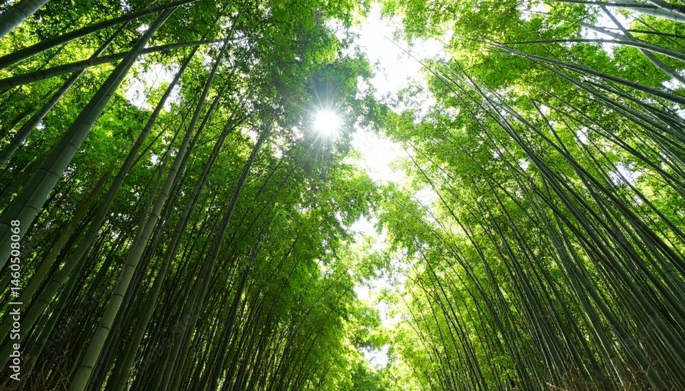 Lush Bamboo Forest Canopy with Sunlight Streaming Through Leaves Lush Bamboo Forest Canopy with Sunlight Streaming Through Leaves