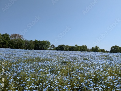 the beautiful blue flower 