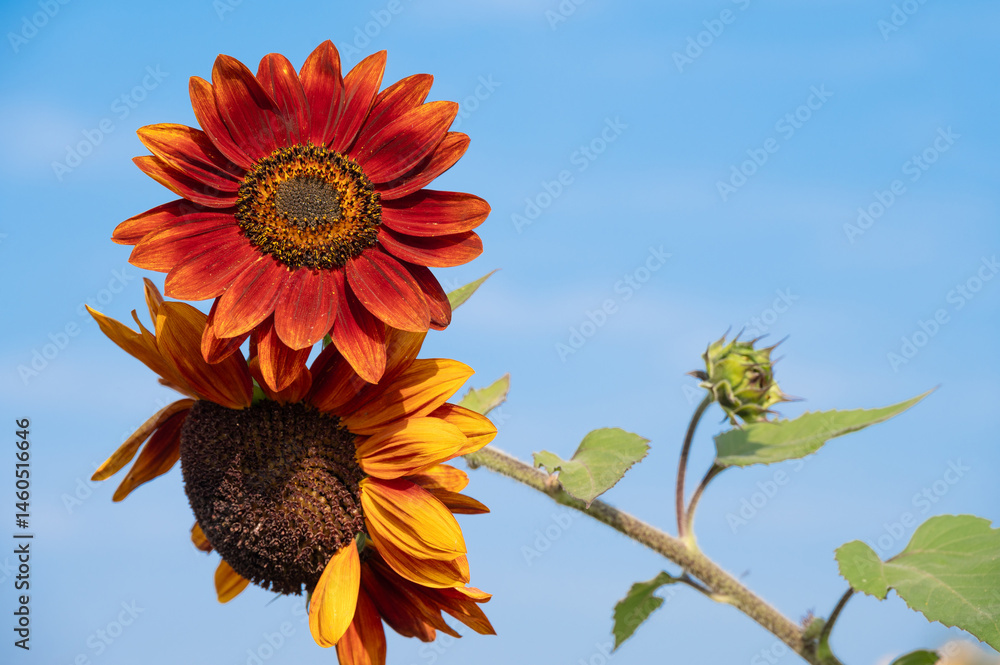 Little Becka sunflowers blooming against blue sky. Sunflowers are the very embodiment of summer.
