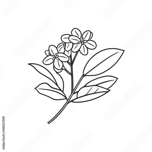Ink Sketch of Flowering Dogwood Twig with Leaves Isolated on White