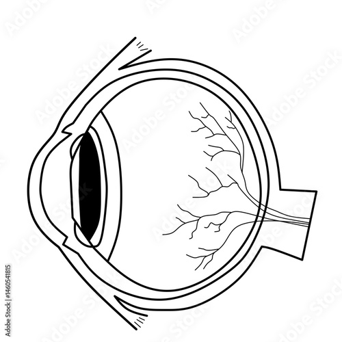 Human Eye Cross Section Diagram - Black and White Line Art