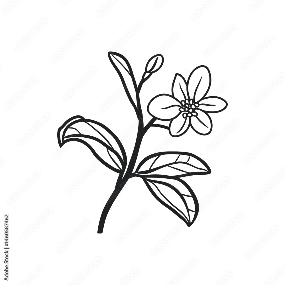 Line Art Flower Branch Blossom with Leaves and Bud on Transparent Background Line Art Flower Branch Blossom with Leaves and Bud on Transparent Background