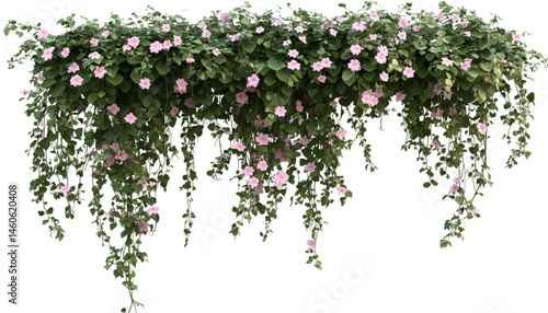 group of flowers isolated on transparent background