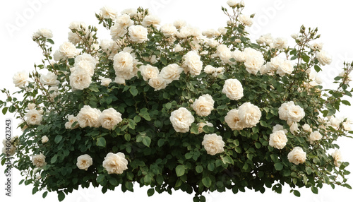 garden white rose shrub cutout transparent background