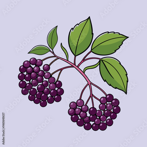 Illustration of Elderberry Branch with Lush Green Leaves and Dark Purple Berries