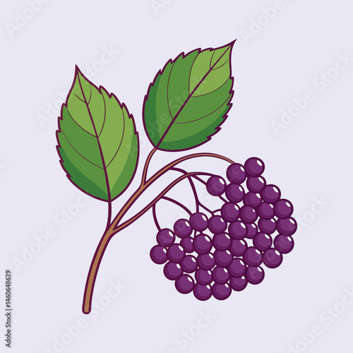 Illustration of Elderberry Branch with Lush Green Leaves and a Cluster of Dark Purple Berries