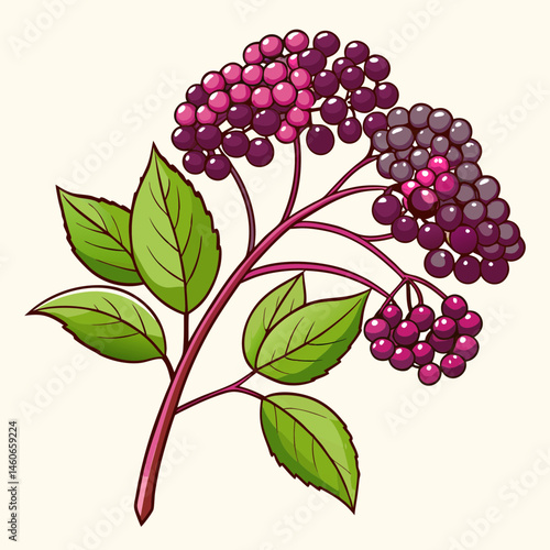 A Detailed Illustration of Elderberry Branch with Lush Green Leaves and Clusters of Pink and Purple Berries