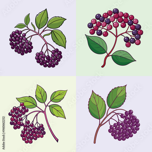 Collection of Elderberry Branches with Dark Purple Berries Botanical Illustration