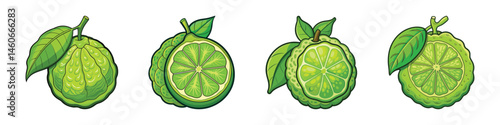Illustration of Four Bergamot Citrus Fruits with Leaves in Cartoon Style