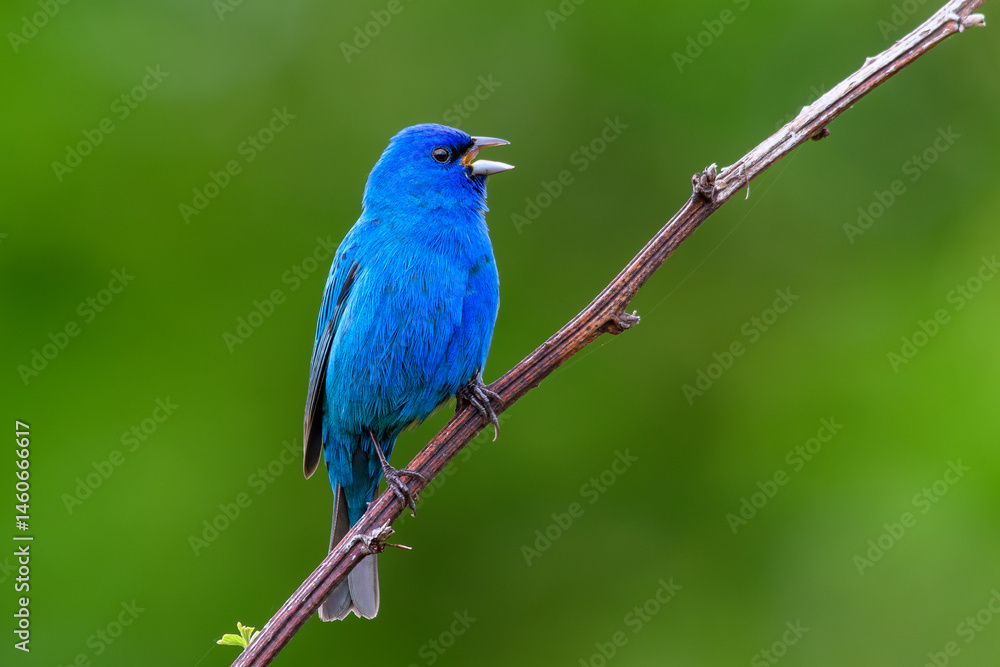Indigo Bunting Indigo Bunting