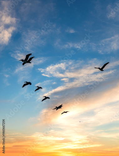 Foto Birds migration