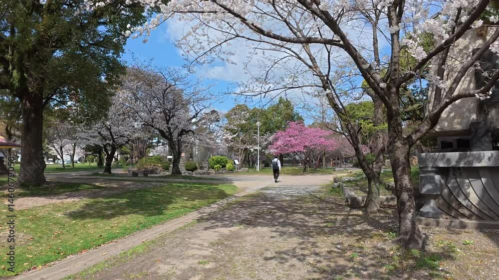 Walking Path with Cherry Blossoms and Greenery in a Japanese Park Walking Path with Cherry Blossoms and Greenery in a Japanese Park