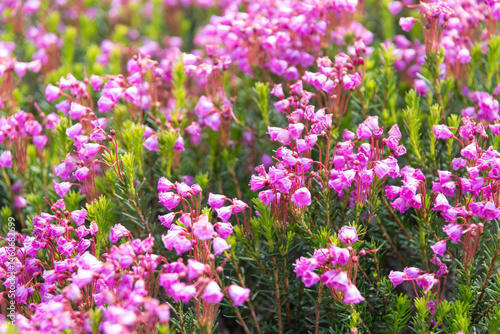 Meadow with wildflower of mountain heather flower in nature. Summer nature. Flowering plant. Flower flowering background. Mountain heather blossom. Pink mountain heather meadow flower