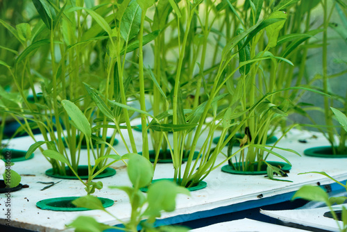 Sowing kale vegetables in a hydroponic tub planting area