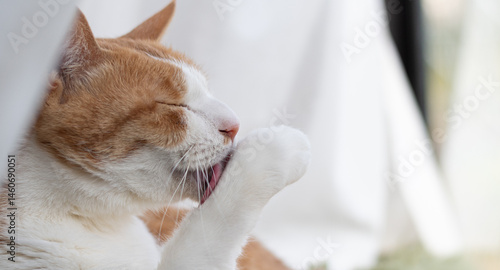毛づくろいをする猫　茶トラ白