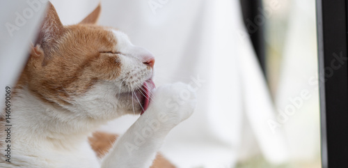 毛づくろいをする猫　茶トラ白