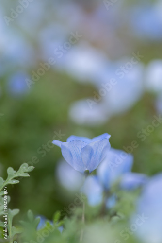 咲いている美しいネモフィラ	