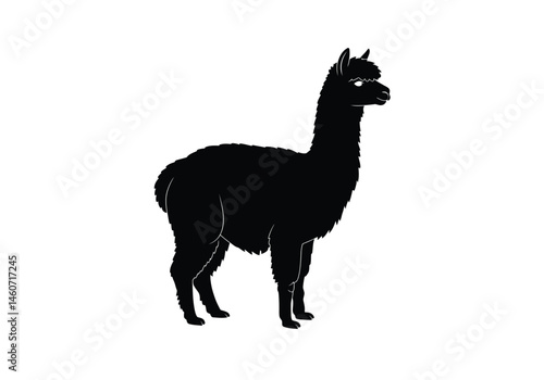 Alpaca silhouette. This image features the dark outline of an alpaca standing, highlighting its fluffy wool, slender legs, and gentle nature, closely resembling a llama.  clipart illustration design.
