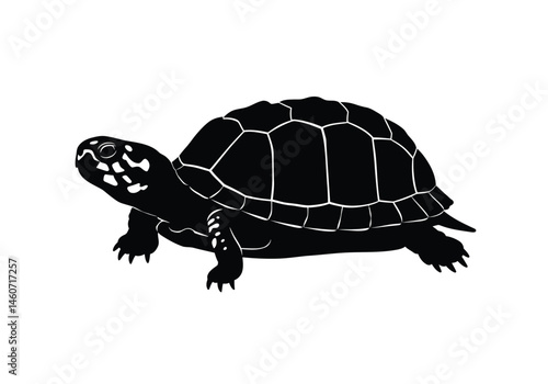 Box turtle silhouette. This image features the dark outline of a box turtle with its distinctive domed shell, representing reptiles, wildlife, and slow-moving creatures.  clipart illustration design.