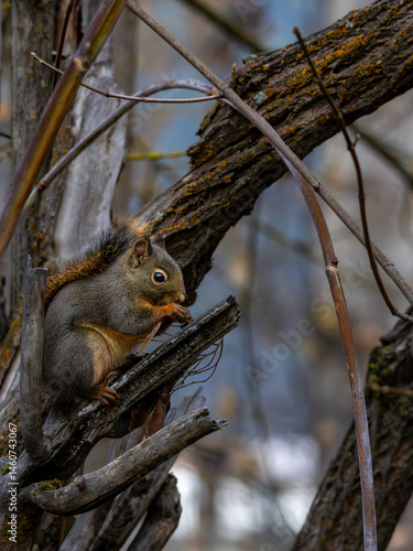 squirrel on a tree in leavenworth eating
