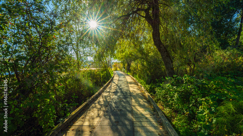 Sunlight filtering through trees on woodland boardwalk at Deer Lake Park, Burnaby, BC, Canada.