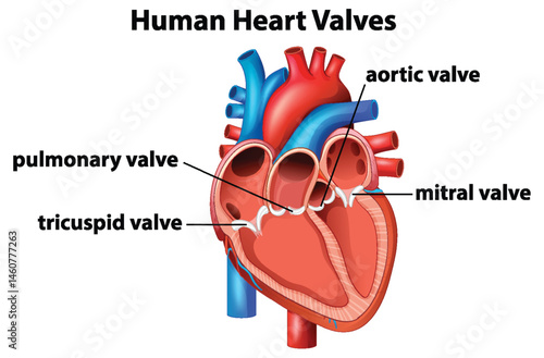 Detailed Human Heart Valves Vector Illustration