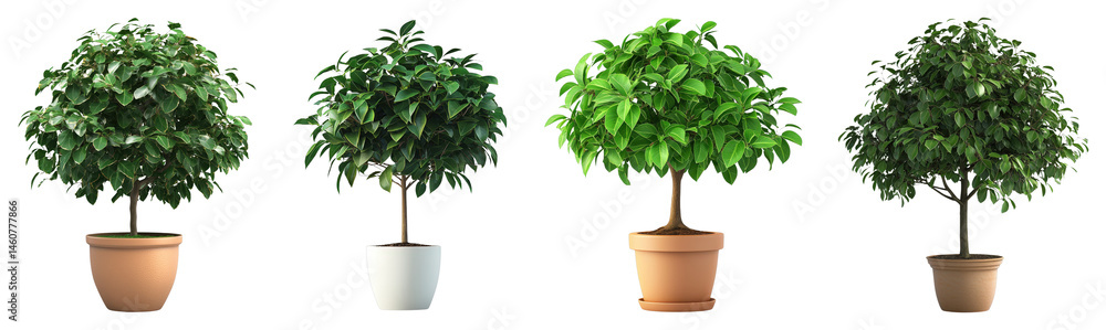 Varieties of Indoor Potted Plants for Home and Office Decoration Varieties of Indoor Potted Plants for Home and Office Decoration