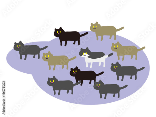 野良猫の群れ