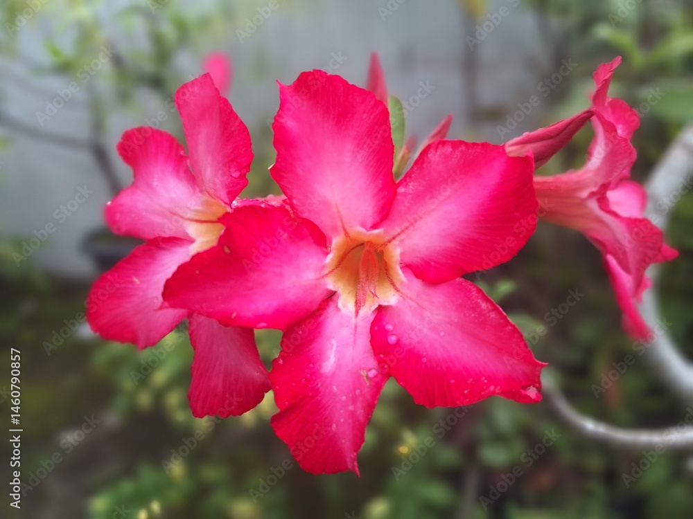 Adenium flower bloming. Adenium obesum, commonly called desert rose, is a thick-stemmed sparsely leaved perennial succulent that is native to semi arid Adenium flower bloming. Adenium obesum, commonly called desert rose, is a thick-stemmed sparsely leaved perennial succulent that is native to semi arid