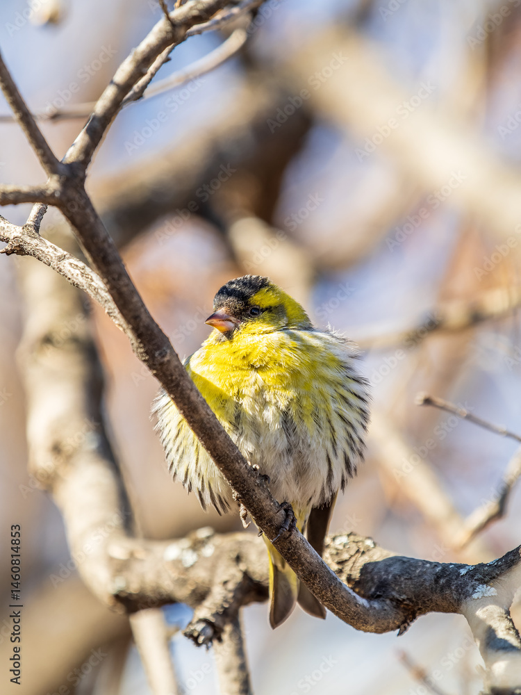 Eurasian siskin male, latin name spinus spinus, sitting on branch of tree. Cute little yellow songbird.