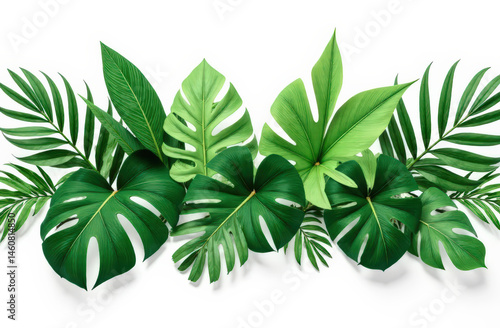 Tropical green foliage composition with monstera and palm leaves on white background