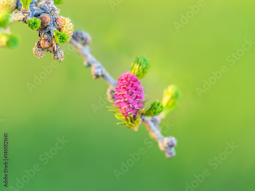 Obraz na płótnie Larch tree fresh pink cones blossom at spring on nature background w salonie