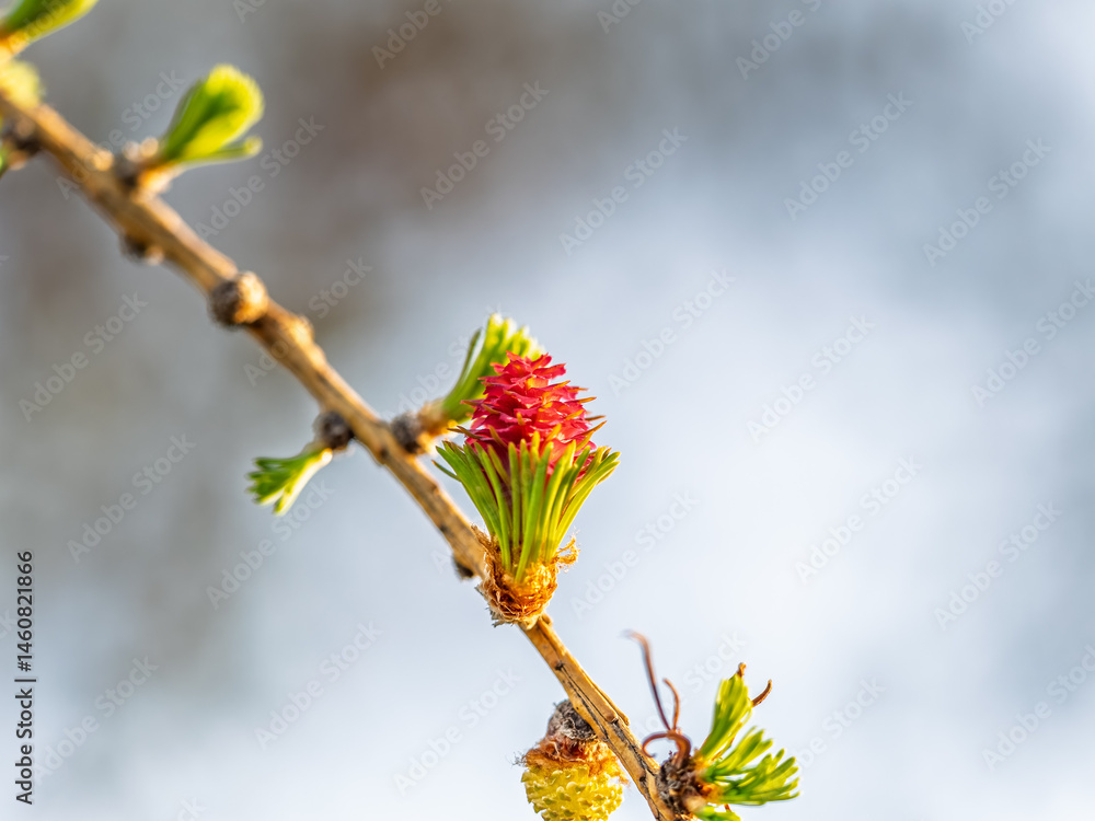 Larch tree fresh pink cones blossom at spring on nature background