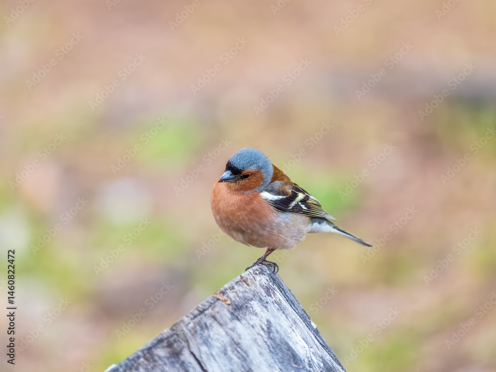 Common chaffinch, Fringilla coelebs, sits on a tree. Common chaffinch in wildlife.