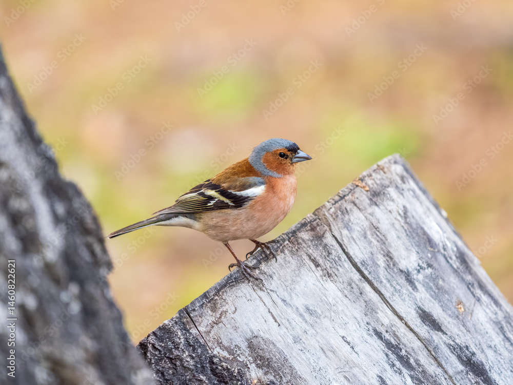 Common chaffinch, Fringilla coelebs, sits on a tree. Common chaffinch in wildlife.