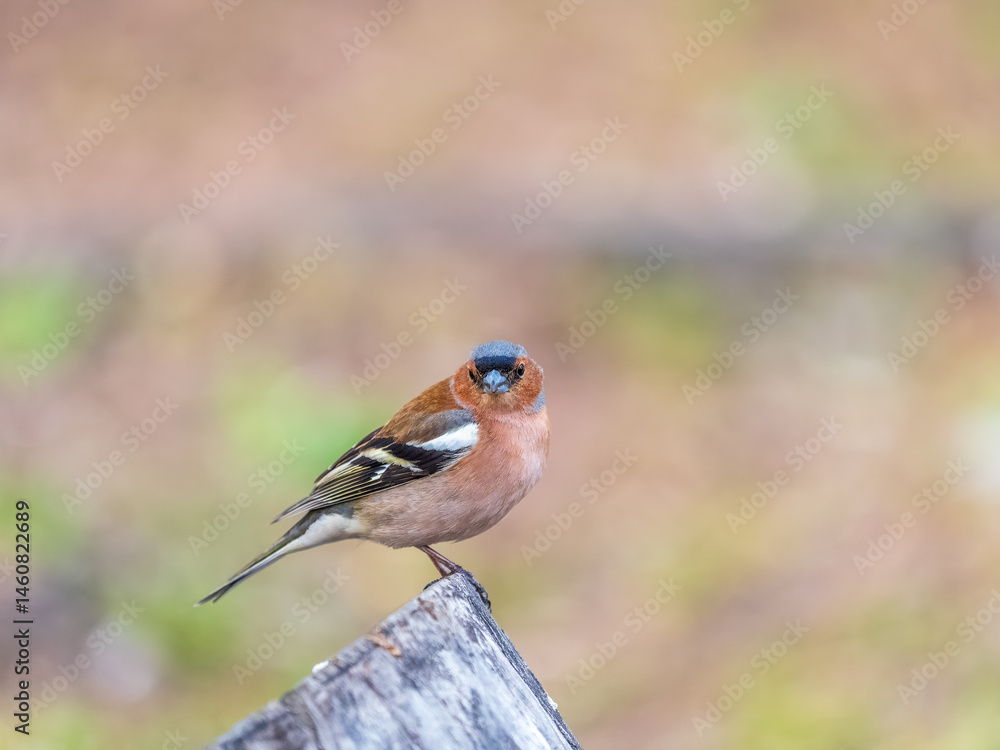 Common chaffinch, Fringilla coelebs, sits on a tree. Common chaffinch in wildlife.